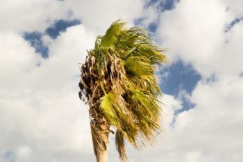 Fast Tree Removal Phoenix Az