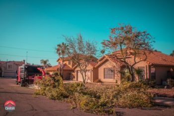 Tree Removal Phoenix Az