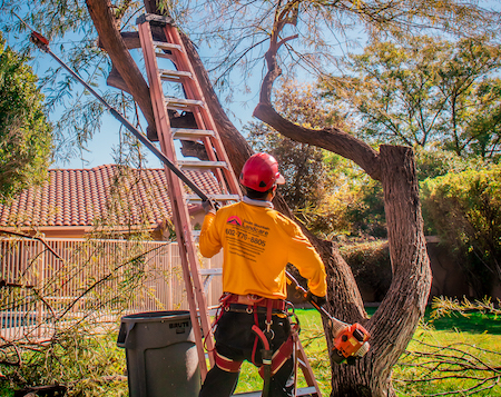 Tree Trimming Service Phoenix AZ