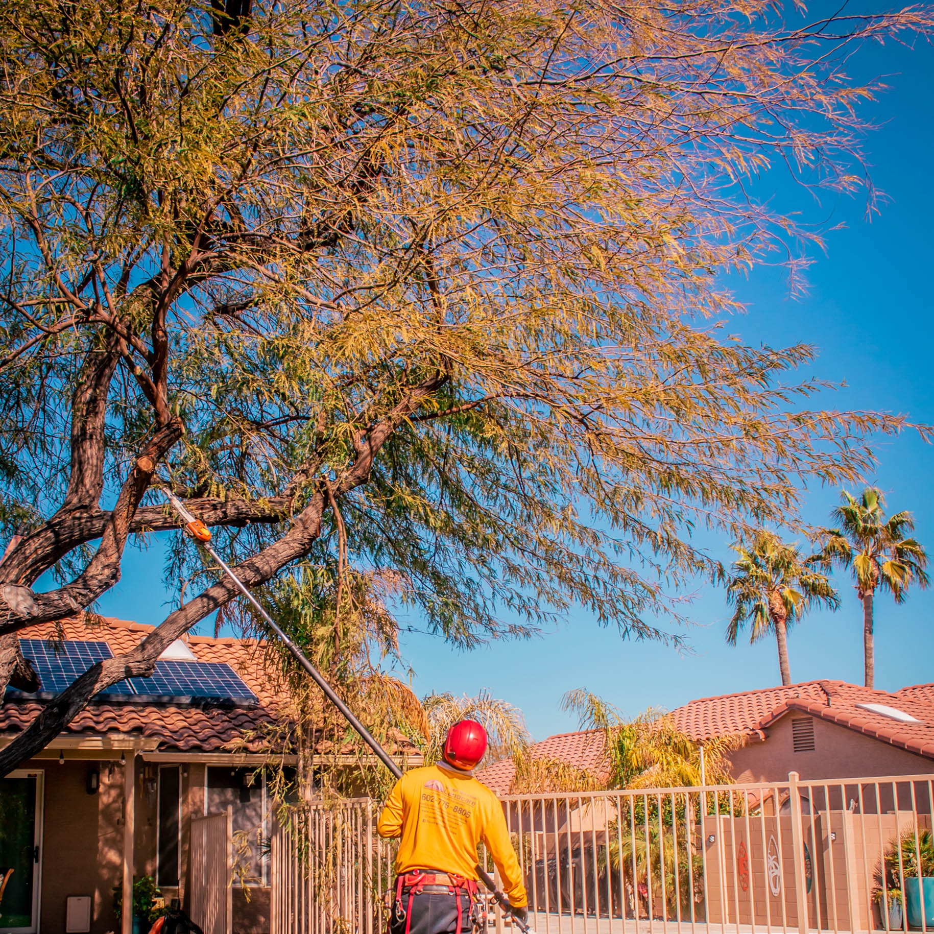 Tree Trimming Phoenix Az