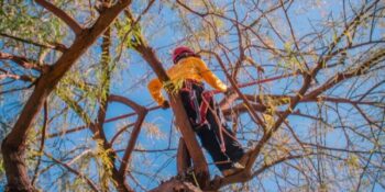 Commercial Landscaping Phoenix Az
