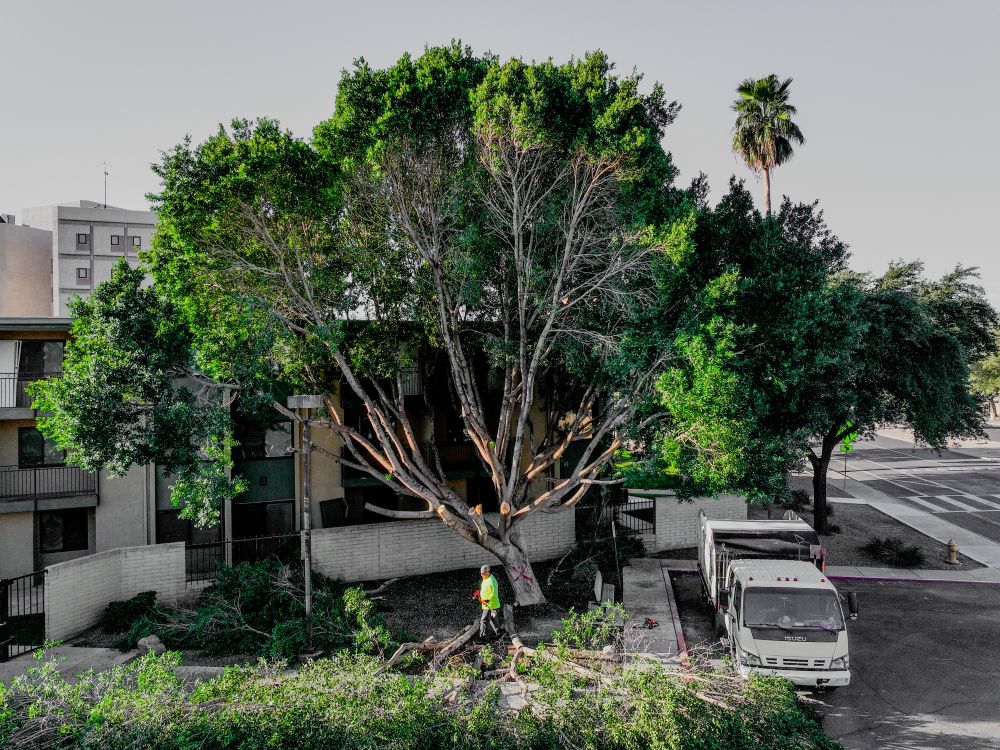 Commercial Tree Service Chandler Az