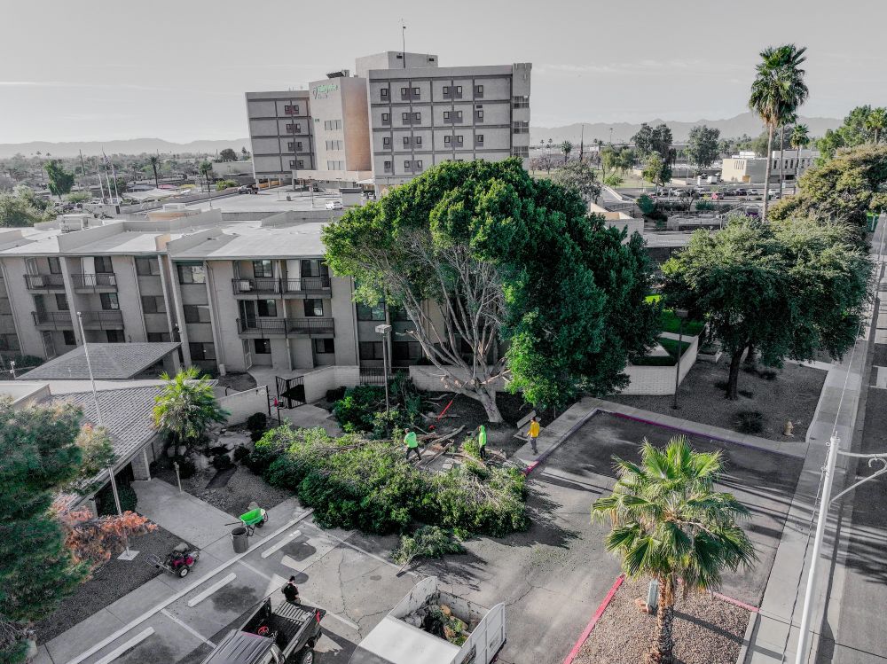 Commercial Tree Service Near Me Chandler Az