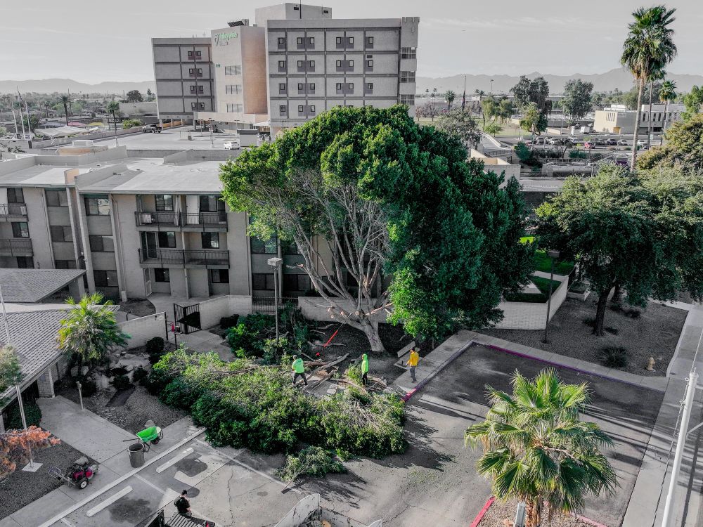 Commercial Tree Service Near Me Phoenix Az
