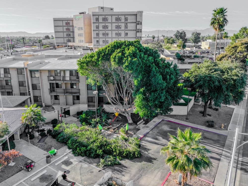 Commercial Tree Service Tempe Az